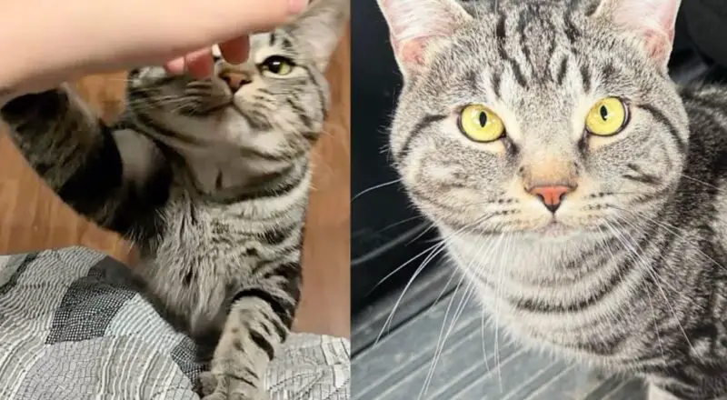 Shelter Cat Reaches for Woman Who’s There to Drop off a Few Things, Turns Out It Was Meant to Be