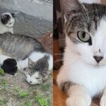 They Find Cat Living in Front of Public Housing with Tiny Kittens and Won’t Leave Them Behind