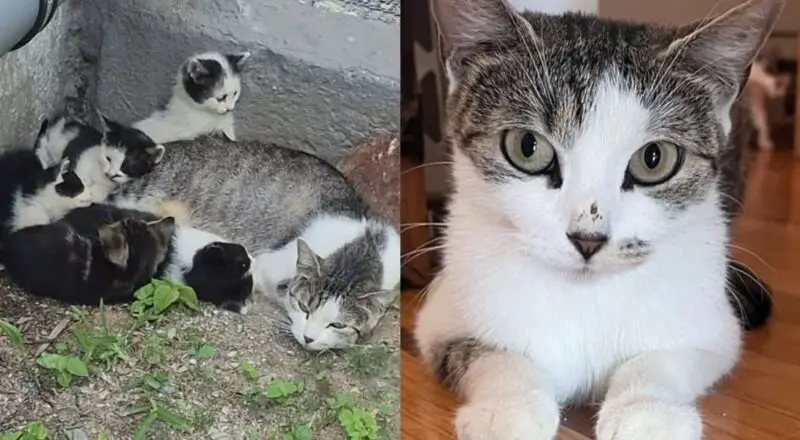 They Find Cat Living in Front of Public Housing with Tiny Kittens and Won’t Leave Them Behind