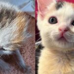 They Find Four Kittens Born Between Fences and Give the Smallest Cat the Extra Help She Needs