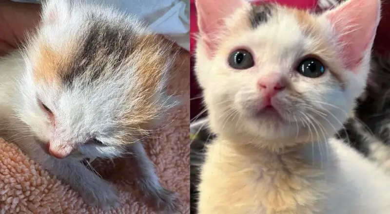 They Find Four Kittens Born Between Fences and Give the Smallest Cat the Extra Help She Needs