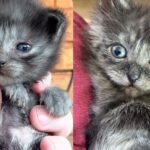 They Take in Two Barn Kittens, Though Not from the Same Litter, The Cats Are Meant to Be Together