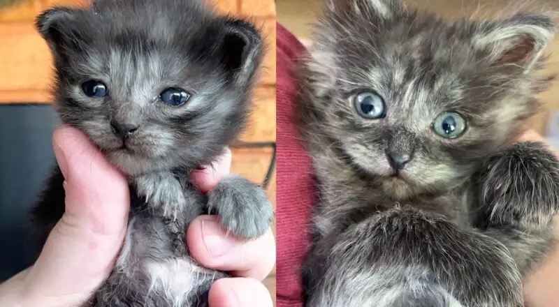 They Take in Two Barn Kittens, Though Not from the Same Litter, The Cats Are Meant to Be Together