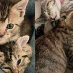 Two Kittens Begin Lives in a Tree, Now Months Later Turn into Pair of Bonded House Cats