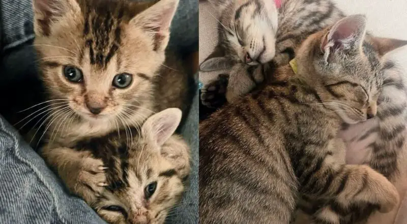 Two Kittens Begin Lives in a Tree, Now Months Later Turn into Pair of Bonded House Cats