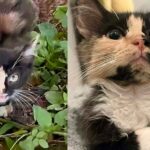 Woman Sees Kitten Emerge from the Bushes, Walking Up to Her, and Knows She Can’t Leave Her Behind