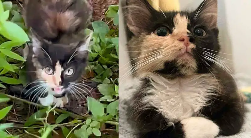 Woman Sees Kitten Emerge from the Bushes, Walking Up to Her, and Knows She Can’t Leave Her Behind