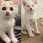 Blind Kitten and Her Brother Navigate Their New World Together, Charming Every Cat They Meet
