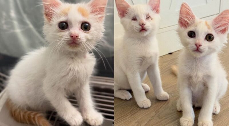 Blind Kitten and Her Brother Navigate Their New World Together, Charming Every Cat They Meet