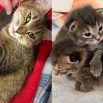 Cat Found in a Boat with Kittens Hidden Under a Seat, Their Lives Transformed Forever Through Kindness