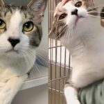 Cat, Living Up to His Name, Tries to Get People to Notice Him After 9 Months in Animal Shelter