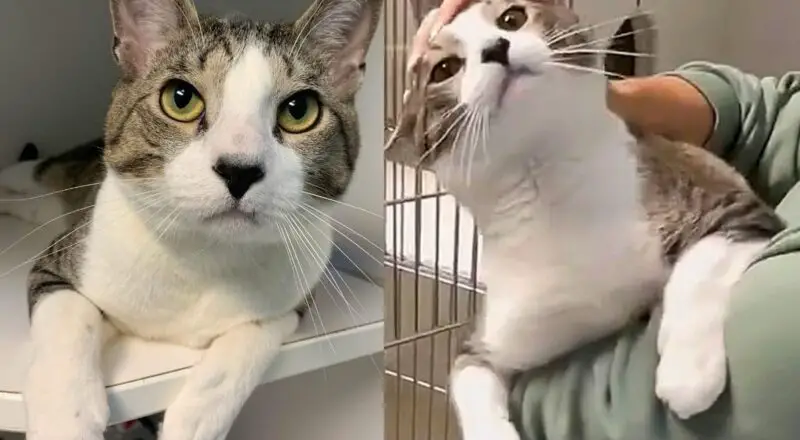 Cat, Living Up to His Name, Tries to Get People to Notice Him After 9 Months in Animal Shelter