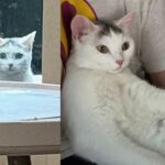 Cat Wanders into a Backyard, Peering Through the Back Door, Until She Has What She Came for