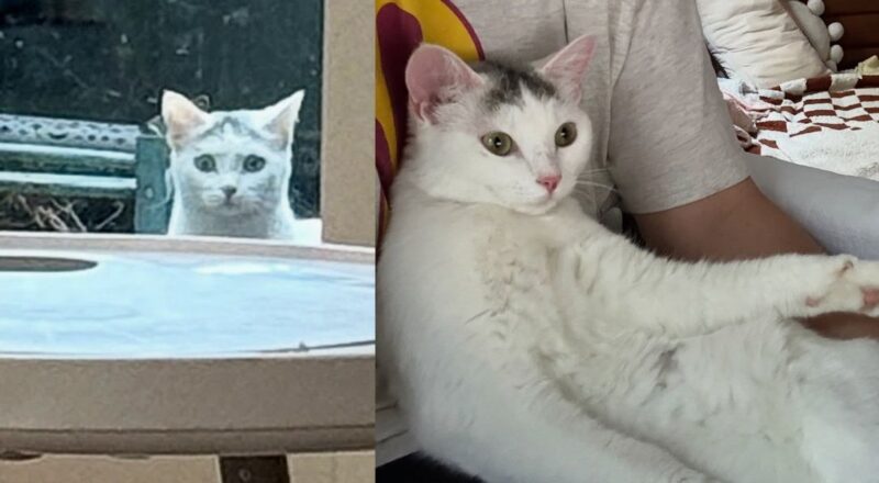 Cat Wanders into a Backyard, Peering Through the Back Door, Until She Has What She Came for