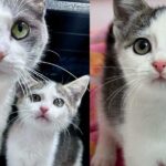 Cat and Her Only Kitten Scooped Up from Uncertain Life Outside, Now Getting the Happy Tale They Always Wanted