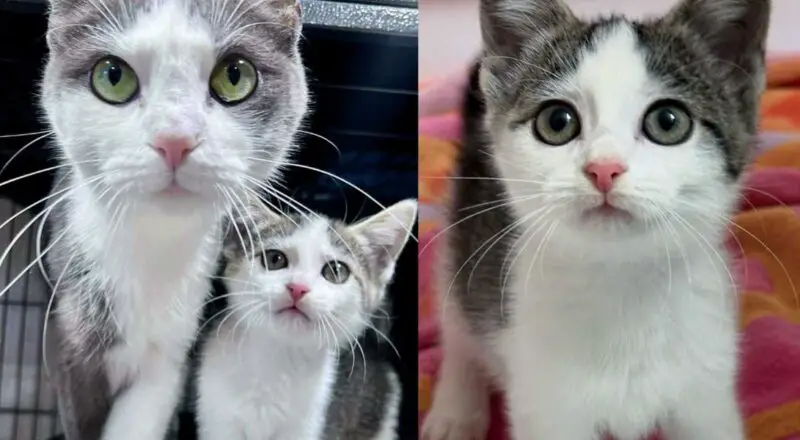 Cat and Her Only Kitten Scooped Up from Uncertain Life Outside, Now Getting the Happy Tale They Always Wanted