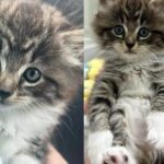 Guy Went Out for Lunch But Returned with a Kitten in His Arms, He Couldn’t Walk Away from the Tiny Cat