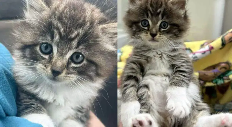 Guy Went Out for Lunch But Returned with a Kitten in His Arms, He Couldn’t Walk Away from the Tiny Cat
