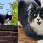 Kind Person Heard the Sound of a Kitten from the Rooftop and Found Him with a Cat, Ready for Good Life