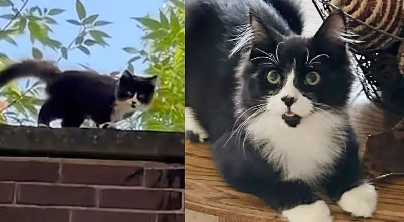 Kind Person Heard the Sound of a Kitten from the Rooftop and Found Him with a Cat, Ready for Good Life