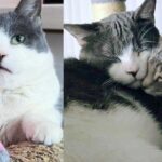 Kitten Born to a Stray Forms Special Connection with a Cat from a Different Path