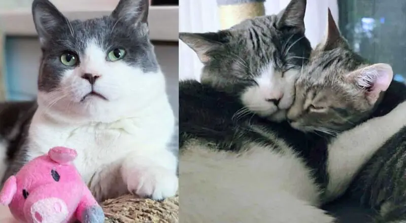 Kitten Born to a Stray Forms Special Connection with a Cat from a Different Path