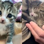 Kitten Found Near Mailbox Never Gives Up, Becomes Sweetest Cat, and Has a Special Way into Everyone’s Heart