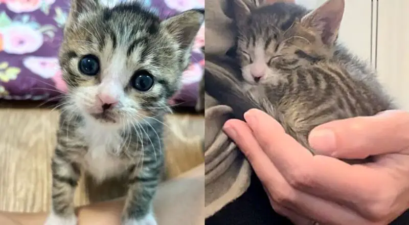 Kitten Found Near Mailbox Never Gives Up, Becomes Sweetest Cat, and Has a Special Way into Everyone’s Heart