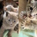 Residents Found Cat and Kittens in Parking Lot and Couldn’t Leave Them Out There Another Day