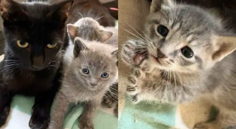 Residents Found Cat and Kittens in Parking Lot and Couldn’t Leave Them Out There Another Day