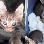 Staff Find Young Cat and 3 Kittens with a Note Outside, Within Minutes, Their Lives Transformed Forever