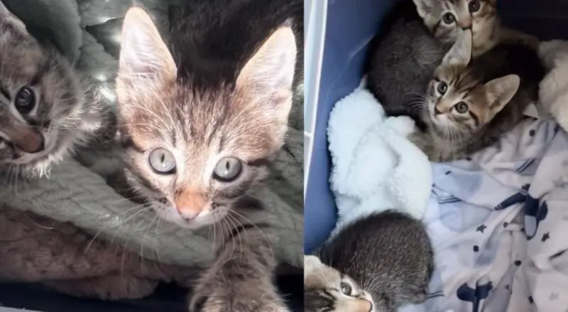 Staff Find Young Cat and 3 Kittens with a Note Outside, Within Minutes, Their Lives Transformed Forever