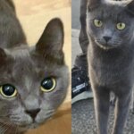 They Help a Young Cat Found on Vacant Land, Only to Discover She Came with Kittens