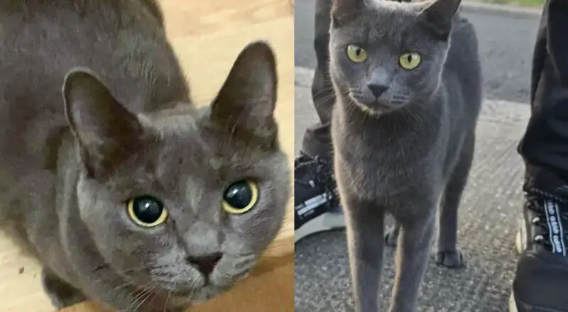 They Help a Young Cat Found on Vacant Land, Only to Discover She Came with Kittens
