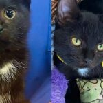 They Helped a Kitten with a ‘Locked Jaw’ and Transformed the Young Cat’s Life in the Best Way Possible
