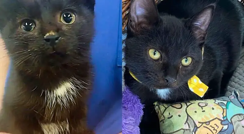 They Helped a Kitten with a ‘Locked Jaw’ and Transformed the Young Cat’s Life in the Best Way Possible