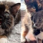 Tiny Kittens Come from a Shelter, Determined to Steal Hearts, Until Both Their Dreams Come True Together