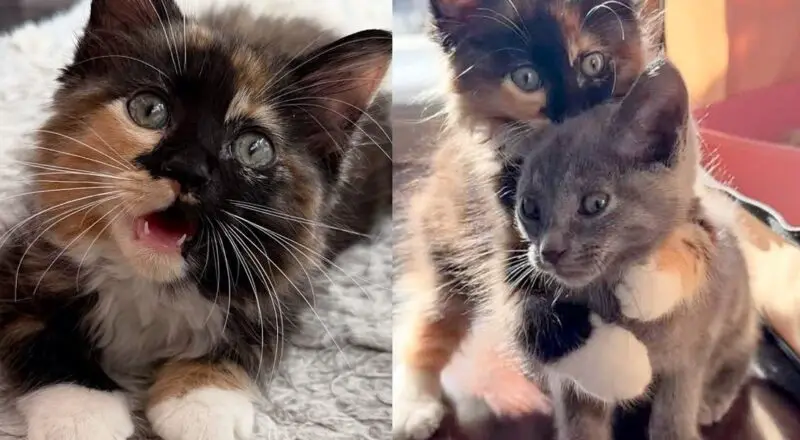 Tiny Kittens Come from a Shelter, Determined to Steal Hearts, Until Both Their Dreams Come True Together
