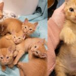 Woman Took a Chance on Shelter Cat and Five Orange Kittens, Overnight, Their Lives Changed Forever