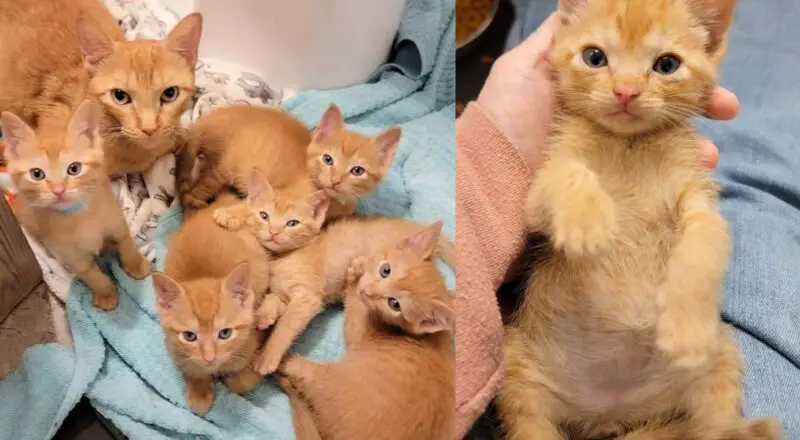 Woman Took a Chance on Shelter Cat and Five Orange Kittens, Overnight, Their Lives Changed Forever