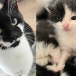 After Months, They Finally Got the Stray Cat with Her Kittens and Gave Her What She Wanted