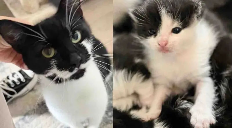 After Months, They Finally Got the Stray Cat with Her Kittens and Gave Her What She Wanted