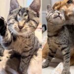 Blind Kitten Tries to Break into Another Cat’s Pen, Determined to Be His Best Friend Blind Kitten Tries to Break into Another Cat’s Pen, Determined to Be His Best Friend