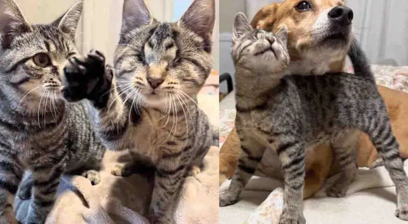 Blind Kitten Tries to Break into Another Cat’s Pen, Determined to Be His Best Friend Blind Kitten Tries to Break into Another Cat’s Pen, Determined to Be His Best Friend