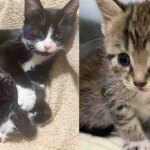 Cat Leads Woman to Tiny Kittens She Hid in a Large Bin, Showing Her Trust in the Cutest Way