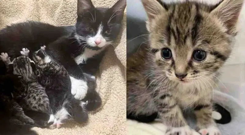 Cat Leads Woman to Tiny Kittens She Hid in a Large Bin, Showing Her Trust in the Cutest Way