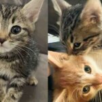 Kitten Handed to a Young Person on the Street, Later He Met a Cat Buddy He Never Knew He Needed
