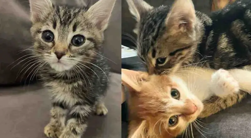Kitten Handed to a Young Person on the Street, Later He Met a Cat Buddy He Never Knew He Needed