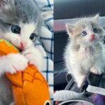 Kitten Pulled from Under a Shed, In Just Days, He Wants to Meet Other Cats and Take on the World Kitten Pulled from Under a Shed, In Just Days, He Wants to Meet Other Cats and Take on the World