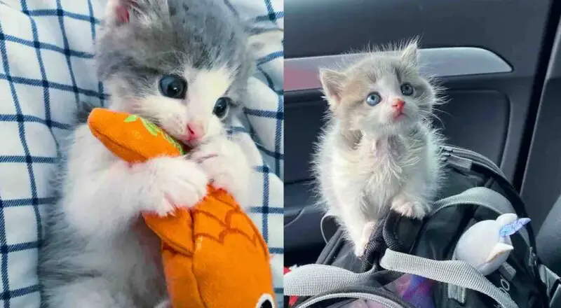 Kitten Pulled from Under a Shed, In Just Days, He Wants to Meet Other Cats and Take on the World Kitten Pulled from Under a Shed, In Just Days, He Wants to Meet Other Cats and Take on the World